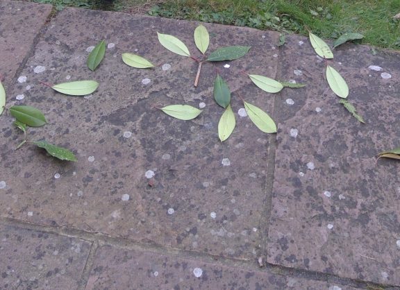 Leaves on the school terrace